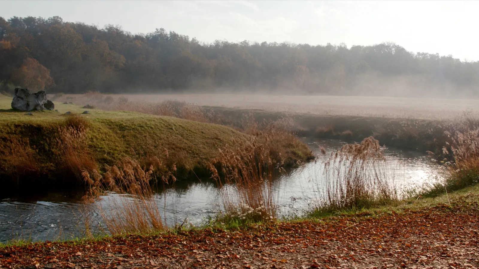 Morgennebel über einer Bachwiese am Waldrand im Herbst
